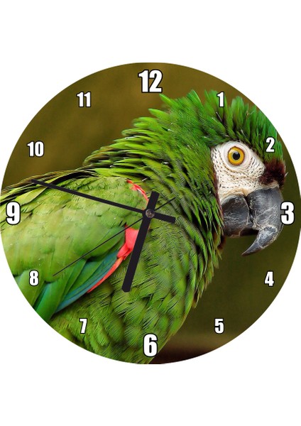 Cakatablo Yeşil Papağan Flu Arkaplan Duvar Saati (Çap 30X30 Cm)