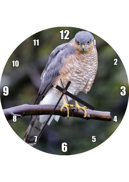 Cakatablo Dalda Etrafı Kolaçan Eden Doğan Duvar Saati (Çap 50X50 cm )