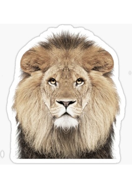 Aslan Araba Oto Sticker Etiket Renkli E2