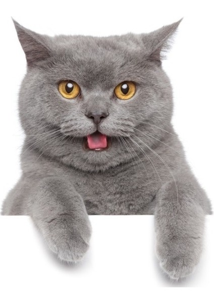 British Shorthair Kedi Araba Oto Sticker Etiket Renkli