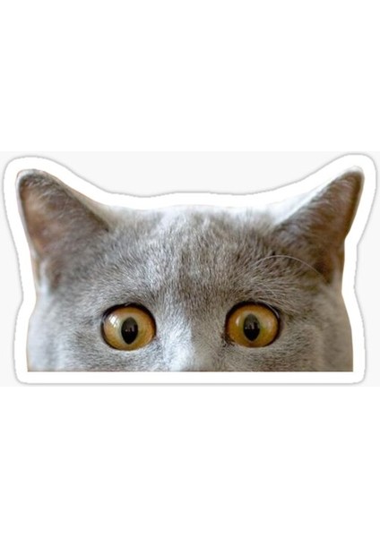 Ufak Bebek Kedi Araba Oto Sticker Etiket Renkli C3