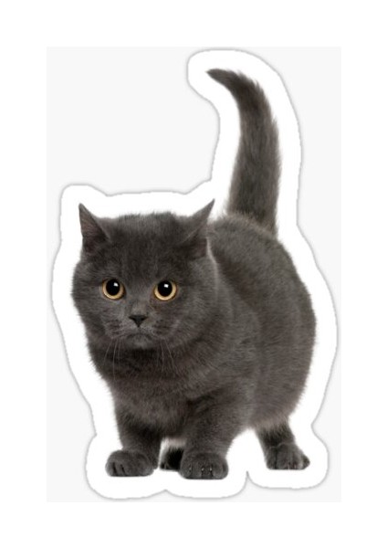 Chartreux Kedi Araba Oto Sticker Etiket Renkli V