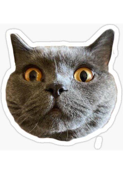 Chartreux Kedi Araba Oto Sticker Etiket Renkli V3
