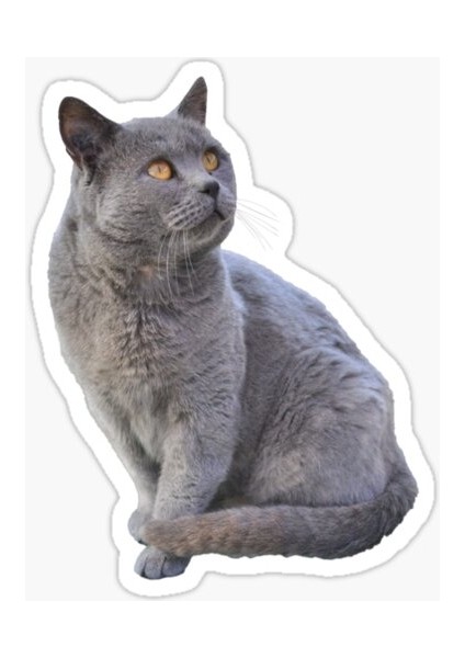 Chartreux Kedi Araba Oto Sticker Etiket Renkli V5