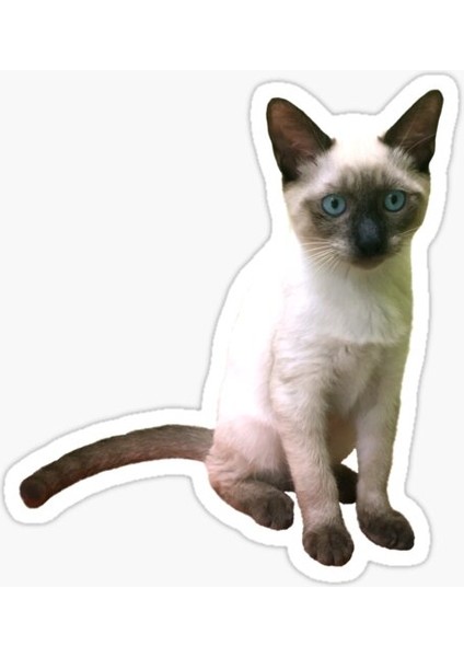 Ufak Bebek Kedi Araba Oto Sticker Etiket Renkli E9
