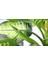 DİFENBAHYA SALON ve OFİS BİTKİSİ HEDİYELİK 30-40 cm 3