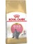 British Shorthair Kitten Yavru Kedi Maması 2 kg 1