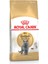 British Shorthair Adult Yetişkin Kedi Maması 400 gr 1