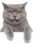 British Shorthair Kedi Araba Oto Sticker Etiket Renkli 1