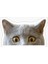Ufak Bebek Kedi Araba Oto Sticker Etiket Renkli C3 1
