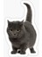 Chartreux Kedi Araba Oto Sticker Etiket Renkli V 1