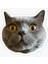 Chartreux Kedi Araba Oto Sticker Etiket Renkli V3 1