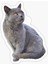 Chartreux Kedi Araba Oto Sticker Etiket Renkli V5 1