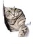 Kırık Cam Efekti Kedi Araba Oto Sticker Etiket Z2 1