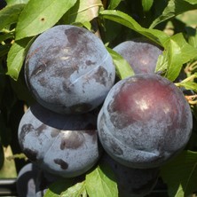 Fidanistanbul Erik Fidanı Angeleno 120 Cm Saksıda