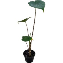 Betonish Alocasia Zebrina (Fil Kulağı)