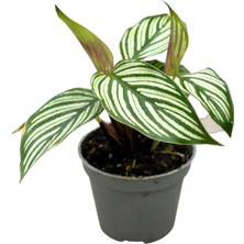 Betonish Calathea Elliptica 'Vittata' (Dua Çiçeği)