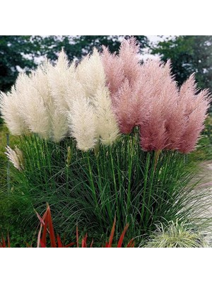 The Best Online Thebestonline Pampas Fidanı, 5 Adet