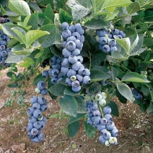 Iri Meyveli Blue Gold Yaban Yüksek Verimli Yaban Mersini Fidanı