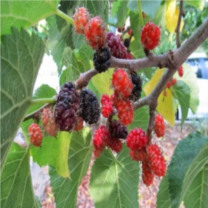 Tüplü Ekşi Kara Urmu Dut Fidanı 70-80 cm
