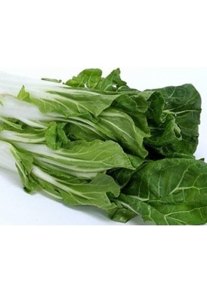 Pazı Tohumu 10 gr