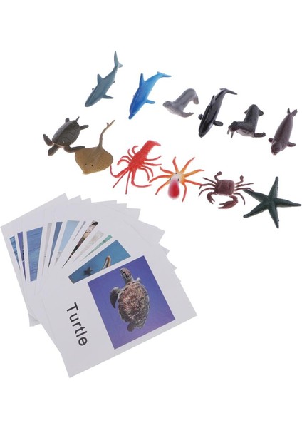 Deniz Organizması Model Kart Homeschool Group Hayvanlar Bilim Adlandırma Kartı (Yurt Dışından)