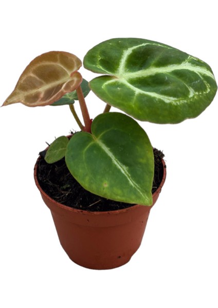 Anthurium Crystallinum 'silver Blush'
