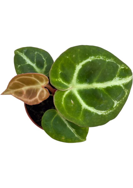 Anthurium Crystallinum 'silver Blush' fiyatları