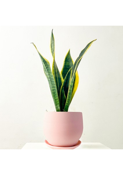 Bodur Paşa Kılıcı Pembe Curvy Saksılı Sansevieria Laurentii Superba