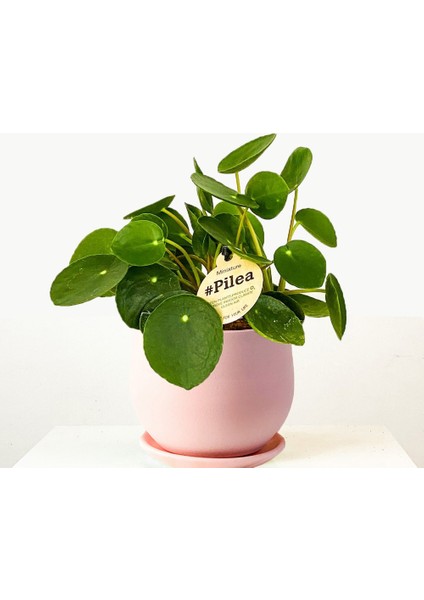 Baby Pilea Pembe Curvy Saksılı