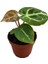 Anthurium Crystallinum 'silver Blush' 1