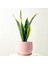 Bodur Paşa Kılıcı Pembe Curvy Saksılı Sansevieria Laurentii Superba 1