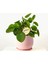 Baby Pilea Pembe Curvy Saksılı 1