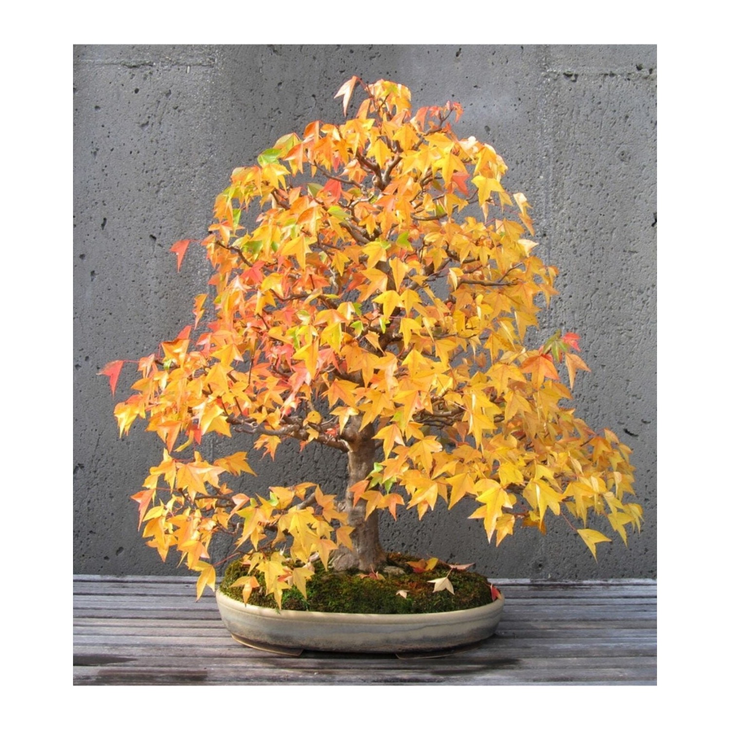 Tohum Dünyam Liquidambar Bonsai Ağacı Tohumu 5 Adet Bonsai Fiyatı