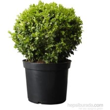 Biorganix Saksılı Şimşir Fidanı 20-30 Cm (Buxus Sempervirens)