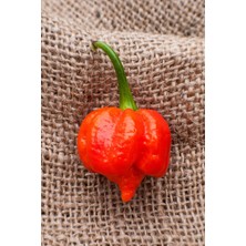 Tohum Dünyam Dünyanın En Acısı Trinidad Scorpion Biber Tohumu / 10 Adet Tohum