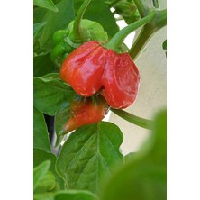 Tohum Dünyam Dünyanın En Acısı Trinidad Scorpion Biber Tohumu / 10 Adet Tohum