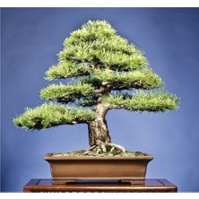 Tohum Dünyam Karaçam Bonzai Ağacı Tohumu 5 Adet Bonsai Ağacı Tohumu