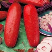 Tohum Dünyam Nadir Ithal Kırmızı Salatalık Tohumu 5 Adet Tohum Red Cucumber