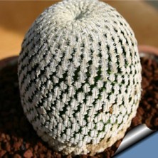 Tohum Dünyam Mammillaria Pectinifera Kaktüs Tohumu