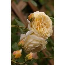 Tohum Dünyam Kokulu Ithal Hollanda Gülü Tohumu- Sarı 20 Adet