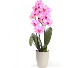 Tohum Dünyam Pembe Orkide Tohumu 5 Adet Tohum Phalaenopsis Çiçek Tohumu