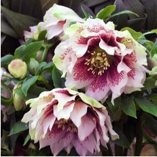 Tohum Dünyam 5 Adet Noel Gülü Tohumu