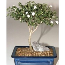 Tohum Dünyam Bodur Beyaz Gül Bonzai Ağacı Tohumu 5 Adet Tohum Bonsai Ağacı Tohumu