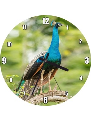 Cakatablo Dal Üzerinde Hint Tavuskuşu Görseli Duvar Saati (Çap 30X30 Cm)