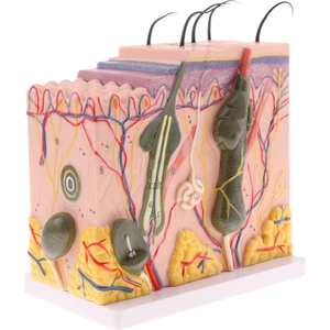 50X Insan Anatomik Cilt Modeli Subkutan Doku Diseksiyonu (Yurt Dışından)