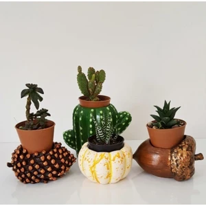 4'lü Set Kozalak + Kaktüs + Kabak + Fındık Tasarım Saksı