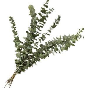 Şoklanmış Okaliptus Stabilize Kuru Çiçek Yeşil 50 Gram