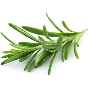 Biberiye Fide Fidanı 20-30 Cm Rosmarinus Officinalis 1 Adet