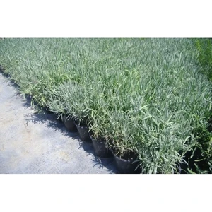 Saksılı Lavanta Fidanı 2 Adet 30-40 Cm (Lavandula Intermedia)